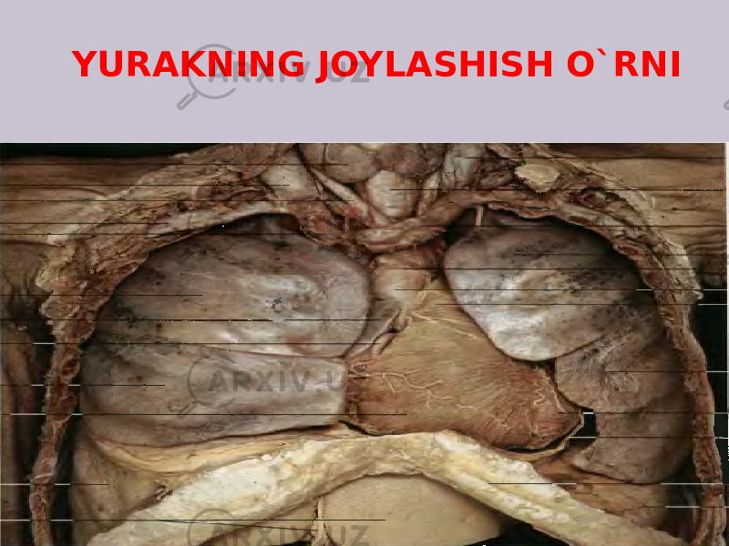  YURAKNING JOYLASHISH O`RNI 