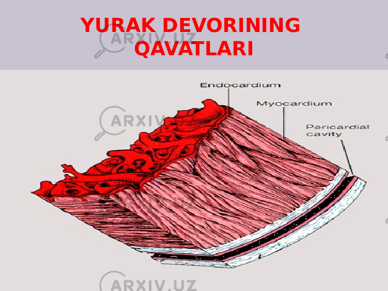 YURAK DEVORINING QAVATLARI 
