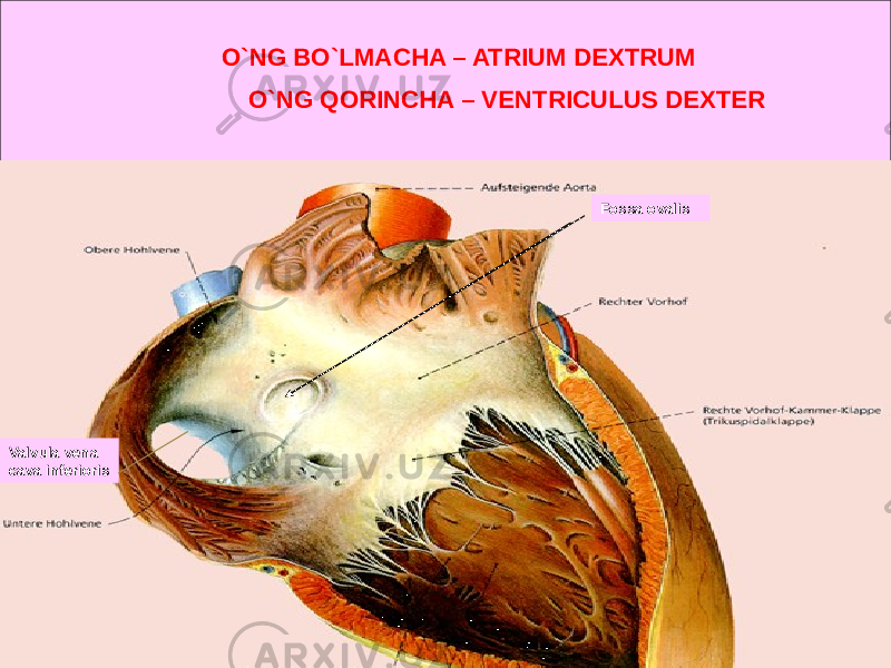  O`NG BO`LMACHA – ATRIUM DEXTRUM O`NG QORINCHA – VENTRICULUS DEXTER Fossa ovalis Valvula vena cava inferioris 