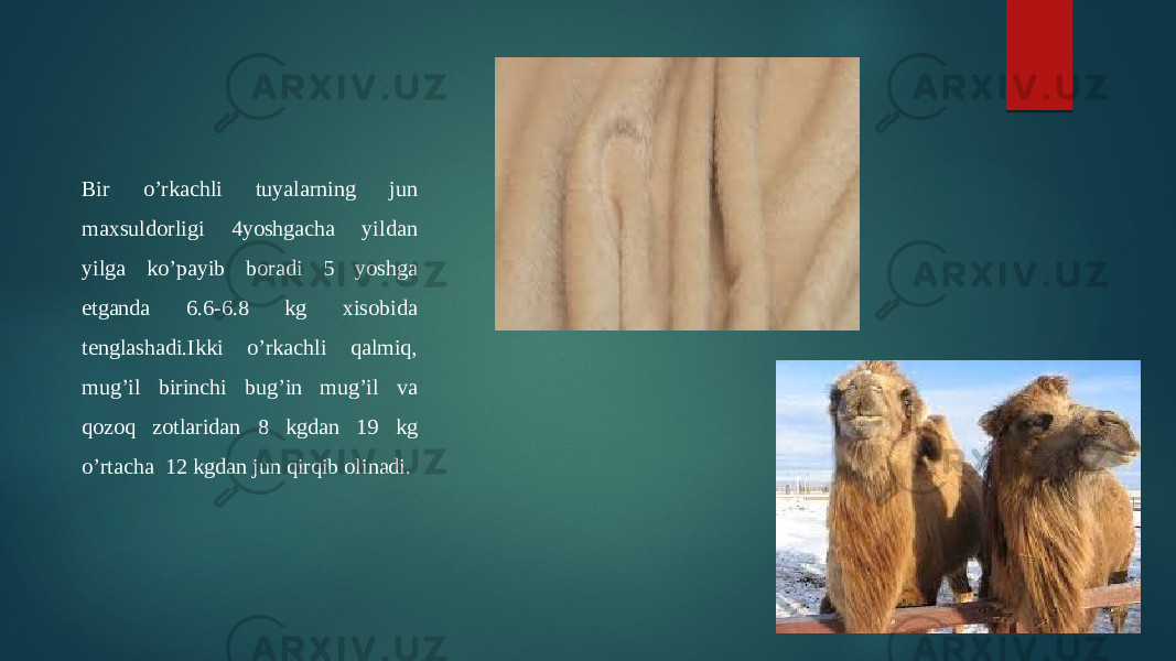 Bir o’rkachli tuyalarning jun maxsuldorligi 4yoshgacha yildan yilga ko’payib boradi 5 yoshga etganda 6.6-6.8 kg xisobida tenglashadi.Ikki o’rkachli qalmiq, mug’il birinchi bug’in mug’il va qozoq zotlaridan 8 kgdan 19 kg o’rtacha 12 kgdan jun qirqib olinadi. 