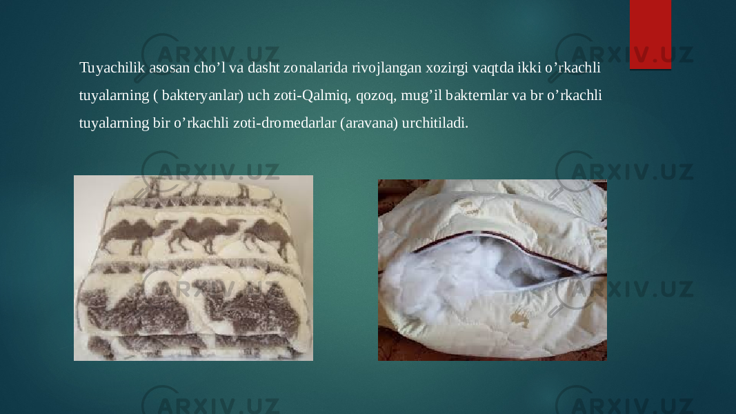 Tuyachilik asosan cho’l va dasht zonalarida rivojlangan xozirgi vaqtda ikki o’rkachli tuyalarning ( bakteryanlar) uch zoti-Qalmiq, qozoq, mug’il bakternlar va br o’rkachli tuyalarning bir o’rkachli zoti-dromedarlar (aravana) urchitiladi. 