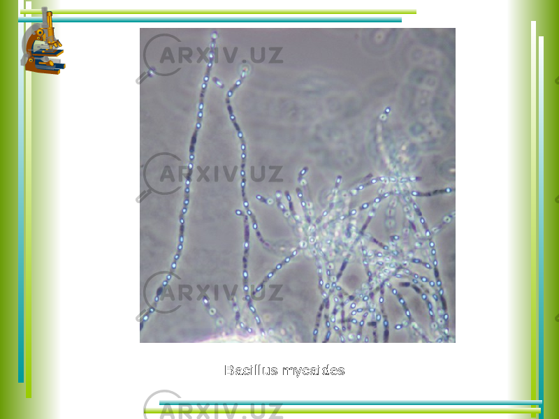 Bacillus mycaides 