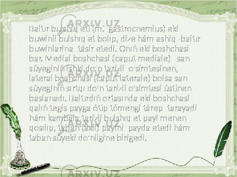 Baltır bulshiq eti (m. gastrocnemius) eki buwinli bulshıq et bolıp, dize hám ashiq -baltır buwinlarina tásir etedi. Onıń eki boshchasi bar. Medial boshchasi (caput mediale) san súyeginiń ishki do&#39;n tarizli o&#39;simtesinen, lateral boshchasi (caput laterale) bolsa san súyeginiń sırtqı do&#39;n tarizli o&#39;simtesi ústinen baslanadı. Baltırdıń ortasında eki boshchasi qalıń tegis payga ótip tómengi tárep tarayadi hám kambala tarizli bulshıq et payi menen qosılıp, taban (axil) payini payda etedi hám taban súyeki do&#39;nligine birigedi. 