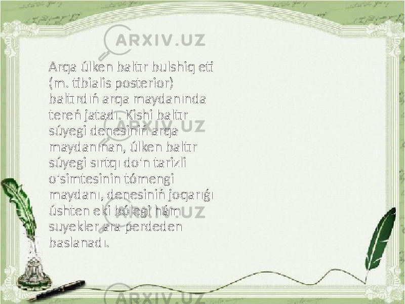 Arqa úlken baltır bulshiq eti (m. tibialis posterior) baltırdıń arqa maydanında tereń jatadı. Kishi baltır súyegi denesiniń arqa maydanınan, úlken baltır súyegi sırtqı do&#39;n tarizli o&#39;simtesinin tómengi maydanı, denesiniń joqarıǵı úshten eki bólegi hám suyekler ara perdeden baslanadı. 