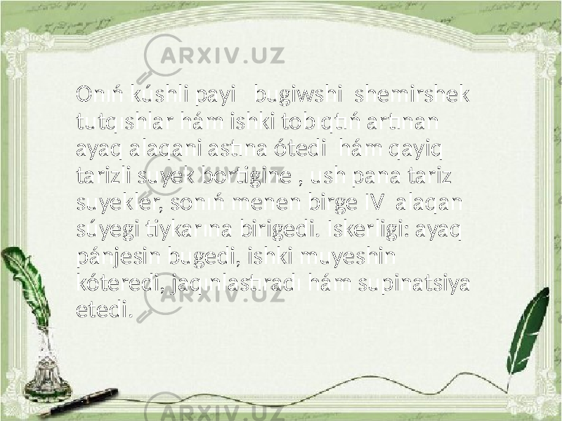 Onıń kúshli payi bugiwshi shemirshek tutqıshlar hám ishki tobıqtıń artınan ayaq alaqani astına ótedi hám qayiq tarizli suyek bortigine , ush pana tariz suyekler, sonıń menen birge IV alaqan súyegi tiykarına birigedi. Iskerligi: ayaq pánjesin bugedi, ishki muyeshin kóteredi, jaqınlastıradı hám supinatsiya etedi. 