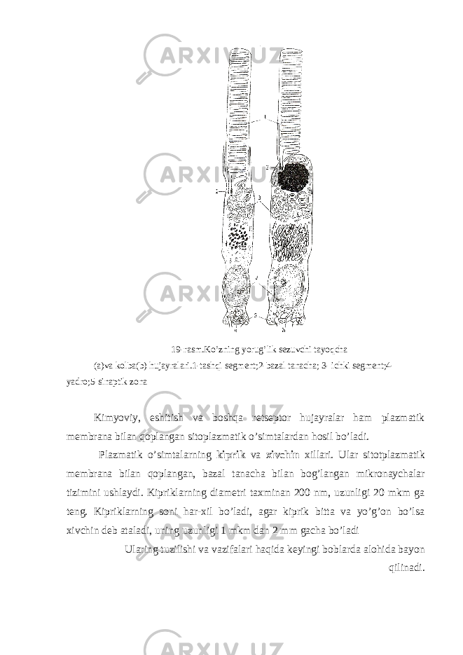  19-rasm.Ko’zning yorug’lik sezuvchi tayoqcha (a)va kolba(b) hujayralari.1-tashqi segment;2-bazal tanacha; 3- ichki segment;4- yadro;5-sinaptik zona Kimyoviy, eshitish va boshqa retseptor hujayralar ham plazmatik membrana bilan qoplangan sitoplazmatik o’simtalardan hosil bo’ladi. Plazmatik o’simtalarning kiprik va xivchin xillari. Ular sitotplazmatik membrana bilan qoplangan, bazal tanacha bilan bog’langan mikronaychalar tizimini ushlaydi. Kipriklarning diametri taxminan 200 nm, uzunligi 20 mkm ga teng. Kipriklarning soni har-xil bo’ladi, agar kiprik bitta va yo’g’on bo’lsa xivchin deb ataladi, uning uzunligi 1 mkm dan 2 mm gacha bo’ladi Ularing tuzilishi va vazifalari haqida keyingi boblarda alohida bayon qilinadi. 