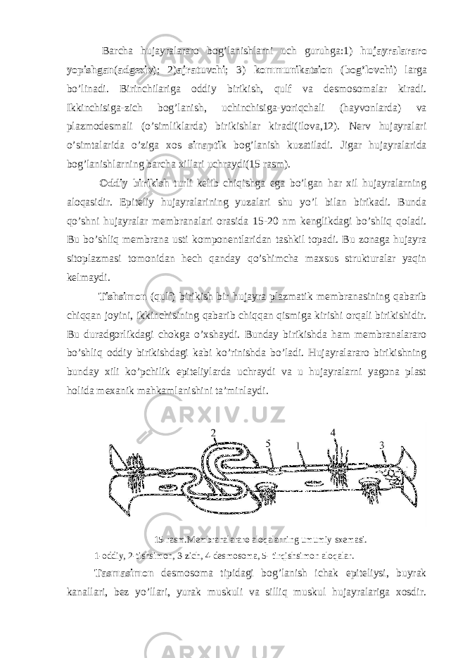  Barcha hujayralararo bog’lanishlarni uch guruhga:1) hujayralararo yopishgan ( adgeziv ); 2) ajratuvchi ; 3) kommunikatsion ( bog’lovchi ) larga bo’linadi. Birinchilariga oddiy birikish, qulf va desmosomalar kiradi. Ikkinchisiga-zich bog’lanish, uchinchisiga-yoriqchali (hayvonlarda) va plazmodesmali (o’simliklarda) birikishlar kiradi(ilova,12). Nerv hujayralari o’simtalarida o’ziga xos sinaptik bog’lanish kuzatiladi. Jigar hujayralarida bog’lanishlarning barcha xillari uchraydi(15 rasm). Oddiy birikish turli kelib chiqishga ega bo’lgan har xil hujayralarning aloqasidir. Epiteliy hujayralarining yuzalari shu yo’l bilan birikadi. Bunda qo’shni hujayralar membranalari orasida 15-20 nm kenglikdagi bo’shliq qoladi. Bu bo’shliq membrana usti komponentlaridan tashkil topadi. Bu zonaga hujayra sitoplazmasi tomonidan hech qanday qo’shimcha maxsus strukturalar yaqin kelmaydi. Tishsimon (qulf) birikish bir hujayra plazmatik membranasining qabarib chiqqan joyini, ikkinchisining qabarib chiqqan qismiga kirishi orqali birikishidir. Bu duradgorlikdagi chokga o’xshaydi. Bunday birikishda ham membranalararo bo’shliq oddiy birikishdagi kabi ko’rinishda bo’ladi. Hujayralararo birikishning bunday xili ko’pchilik epiteliylarda uchraydi va u hujayralarni yagona plast holida mexanik mahkamlanishini ta’minlaydi. 15-rasm.Membranalararo aloqalarning umumiy sxemasi. 1-oddiy, 2-tishsimon, 3-zich, 4-desmosoma, 5- tirqishsimon aloqalar. Tasmasimon desmosoma tipidagi bog’lanish ichak epiteliysi, buyrak kanallari, bez yo’llari, yurak muskuli va silliq muskul hujayralariga xosdir. 