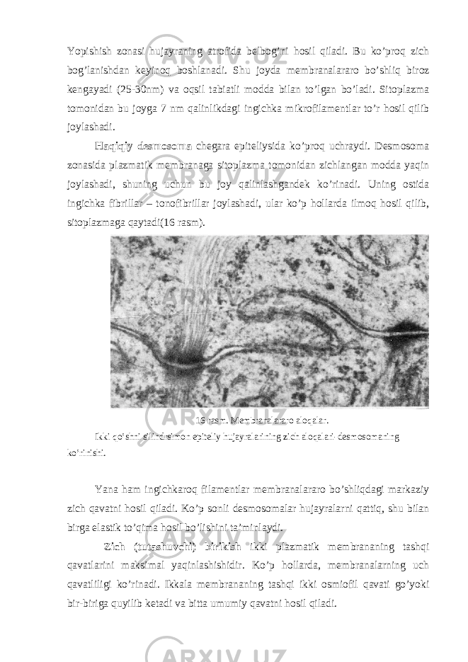 Yopishish zonasi hujayraning atrofida belbog’ni hosil qiladi. Bu ko’proq zich bog’lanishdan keyinoq boshlanadi. Shu joyda membranalararo bo’shliq biroz kengayadi (25-30nm) va oqsil tabiatli modda bilan to’lgan bo’ladi. Sitoplazma tomonidan bu joyga 7 nm qalinlikdagi ingichka mikrofilamentlar to’r hosil qilib joylashadi. Haqiqiy desmosoma chegara epiteliysida ko’proq uchraydi. Desmosoma zonasida plazmatik membranaga sitoplazma tomonidan zichlangan modda yaqin joylashadi, shuning uchun bu joy qalinlashgandek ko’rinadi. Uning ostida ingichka fibrillar – tonofibrillar joylashadi, ular ko’p hollarda ilmoq hosil qilib, sitoplazmaga qaytadi(16 rasm). 16 rasm. Membranalararo aloqalar. Ikki qo’shni silindrsimon epiteliy hujayralarining zich aloqalari-desmosomaning ko’rinishi. Yana ham ingichkaroq filamentlar membranalararo bo’shliqdagi markaziy zich qavatni hosil qiladi. Ko’p sonli desmosomalar hujayralarni qattiq, shu bilan birga elastik to’qima hosil bo’lishini ta’minlaydi. Zich (tutashuvchi) birikish ikki plazmatik membrananing tashqi qavatlarini maksimal yaqinlashishidir. Ko’p hollarda, membranalarning uch qavatliligi ko’rinadi. Ikkala membrananing tashqi ikki osmiofil qavati go’yoki bir-biriga quyilib ketadi va bitta umumiy qavatni hosil qiladi. 