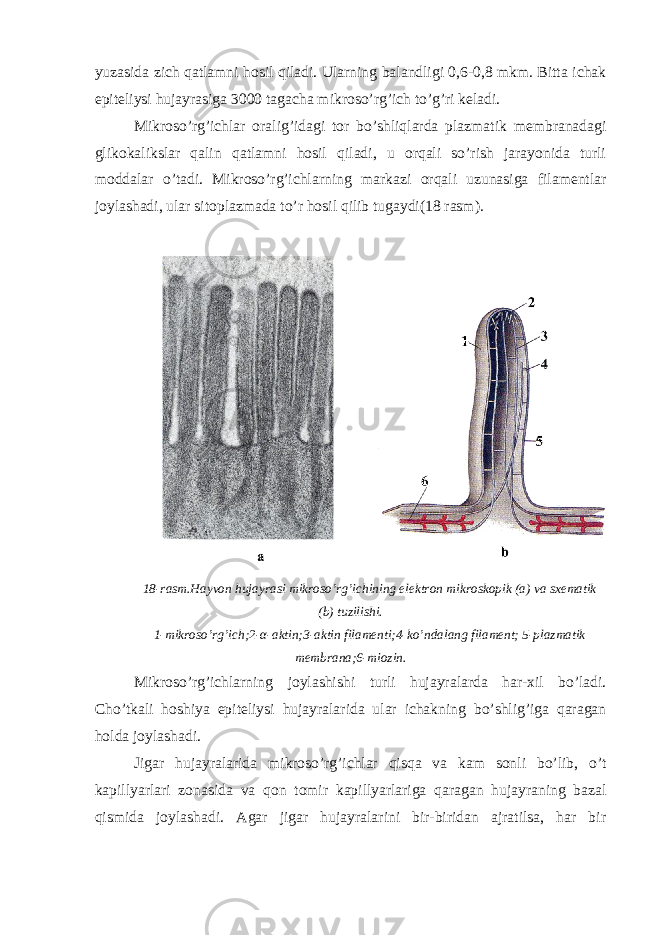 yuzasida zich qatlamni hosil qiladi. Ularning balandligi 0,6-0,8 mkm. Bitta ichak epiteliysi hujayrasiga 3000 tagacha mikroso’rg’ich to’g’ri keladi. Mikroso’rg’ichlar oralig’idagi tor bo’shliqlarda plazmatik membranadagi glikokalikslar qalin qatlamni hosil qiladi, u orqali so’rish jarayonida turli moddalar o’tadi. Mikroso’rg’ichlarning markazi orqali uzunasiga filamentlar joylashadi, ular sitoplazmada to’r hosil qilib tugaydi(18 rasm). 18-rasm.Hayvon hujayrasi mikroso’rg’ichining elektron mikroskopik (a) va sxematik (b) tuzilishi. 1-mikroso’rg’ich;2- α -aktin;3-aktin filamenti;4-ko’ndalang filament; 5-plazmatik membrana;6-miozin. Mikroso’rg’ichlarning joylashishi turli hujayralarda har-xil bo’ladi. Cho’tkali hoshiya epiteliysi hujayralarida ular ichakning bo’shlig’iga qaragan holda joylashadi. Jigar hujayralarida mikroso’rg’ichlar qisqa va kam sonli bo’lib, o’t kapillyarlari zonasida va qon tomir kapillyarlariga qaragan hujayraning bazal qismida joylashadi. Agar jigar hujayralarini bir-biridan ajratilsa, har bir 