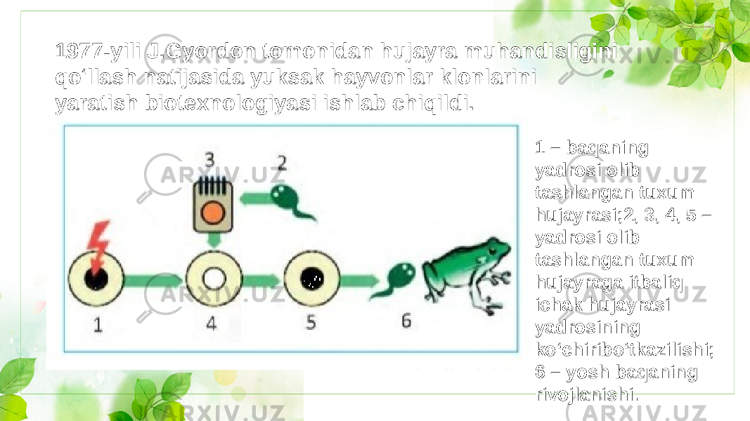 1977-yili J.Gyordon tomonidan hujayra muhandisligini qo‘llash natijasida yuksak hayvonlar klonlarini yaratish biotexnologiyasi ishlab chiqildi.1 – baqaning yadrosi olib tashlangan tuxum hujayrasi;2, 3, 4, 5 – yadrosi olib tashlangan tuxum hujayraga itbaliq ichak hujayrasi yadrosining ko‘chiribo‘tkazilishi; 6 – yosh baqaning 1977-yili J.Gyordon tomonidan hujayra muhandisligini qo‘llash natijasida yuksak hayvonlar klonlarini yaratish biotexnologiyasi ishlab chiqildi.1 – baqaning yadrosi olib tashlangan tuxum hujayrasi;2, 3, 4, 5 – yadrosi olib tashlangan tuxum hujayraga itbaliq ichak hujayrasi yadrosining ko‘chiribo‘tkazilishi; 6 – yosh baqaning rivojlanishi.1977-yili J.Gyordon tomonidan hujayra muhandisligini qo‘llash natijasida yuksak hayvonlar klonlarini yaratish biotexnologiyasi ishlab chiqildi. 1 – baqaning yadrosi olib tashlangan tuxum hujayrasi;2, 3, 4, 5 – yadrosi olib tashlangan tuxum hujayraga itbaliq ichak hujayrasi yadrosining ko‘chiribo‘tkazilishi; 6 – yosh baqaning rivojlanishi. 