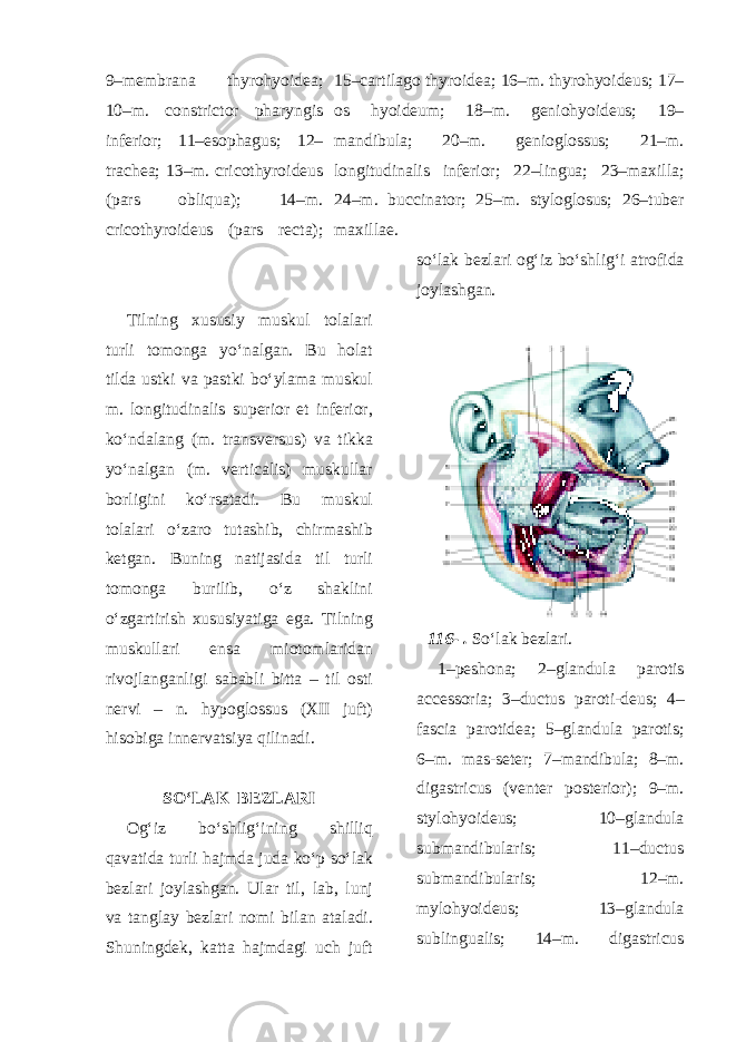 9–membrana thyrohyoidea; 10–m. constrictor pharyngis inferior; 11–esophagus; 12– trachea; 13–m. cricothyroideus (pars obliqua); 14–m. cricothyroideus (pars recta); 15–cartilago thyroidea; 16–m. thyrohyoideus; 17– os hyoideum; 18–m. geniohyoideus; 19– mandibula; 20–m. genioglossus; 21–m. longitudinalis inferior; 22–lingua; 23–maxilla; 24–m. buccinator; 25–m. styloglosus; 26–tuber maxillae. Tilning xususiy muskul tolalari turli tomonga yo‘nalgan. Bu holat tilda ustki va pastki bo‘ylama muskul m. longitudinalis superior et inferior, ko‘ndalang (m. transversus) va tikka yo‘nalgan (m. verticalis) muskullar borligini ko‘rsatadi. Bu muskul tolalari o‘zaro tutashib, chirmashib ketgan. Buning natijasida til turli tomonga burilib, o‘z shaklini o‘zgartirish xususiyatiga ega. Tilning muskullari ensa miotomlaridan rivojlanganligi sababli bitta – til osti nervi – n. hypoglossus (XII juft) hisobiga innervatsiya qilinadi. SO‘LAK BEZLARI Og‘iz bo‘shlig‘ining shilliq qavatida turli hajmda juda ko‘p so‘lak bezlari joylashgan. Ular til, lab, lunj va tanglay bezlari nomi bilan ataladi. Shuningdek, katta hajmdagi uch juft so‘lak bezlari og‘iz bo‘shlig‘i atrofida joylashgan. 116- . So‘lak bezlari. 1–peshona; 2–glandula parotis accessoria; 3–ductus paroti-deus; 4– fascia parotidea; 5–glandula parotis; 6–m. mas-seter; 7–mandibula; 8–m. digastricus (venter posterior); 9–m. stylohyoideus; 10–glandula submandibularis; 11–ductus submandibularis; 12–m. mylohyoideus; 13–glandula sublingualis; 14–m. digastricus 