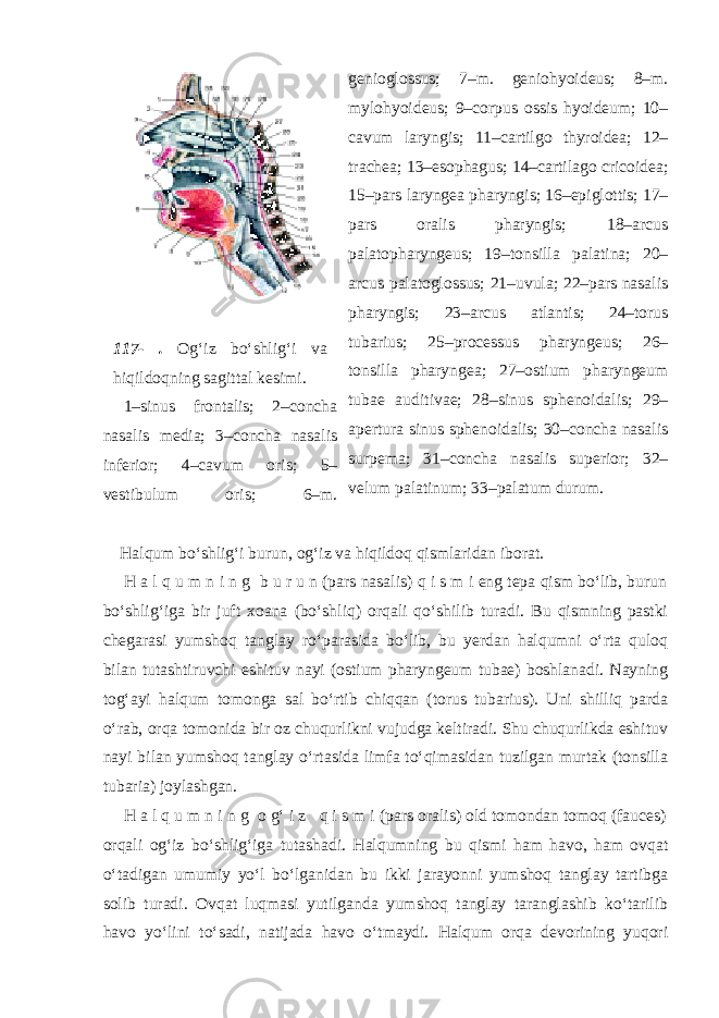 117- . Og‘iz bo‘shlig‘i va hiqildoqning sagittal kesimi. 1–sinus frontalis; 2–concha nasalis media; 3–concha nasalis inferior; 4–cavum oris; 5– vestibulum oris; 6–m. genioglossus; 7–m. geniohyoideus; 8–m. mylohyoideus; 9–corpus ossis hyoideum; 10– cavum laryngis; 11–cartilgo thyroidea; 12– trachea; 13–esophagus; 14–cartilago cricoidea; 15–pars laryngea pharyngis; 16–epiglottis; 17– pars oralis pharyngis; 18–arcus palatopharyngeus; 19–tonsilla palatina; 20– arcus palatoglossus; 21–uvula; 22–pars nasalis pharyngis; 23–arcus atlantis; 24–torus tubarius; 25–processus pharyngeus; 26– tonsilla pharyngea; 27–ostium pharyngeum tubae auditivae; 28–sinus sphenoidalis; 29– apertura sinus sphenoidalis; 30–concha nasalis surpema; 31–concha nasalis superior; 32– velum palatinum; 33–palatum durum. Halqum bo‘shlig‘i burun, og‘iz va hiqildoq qismlaridan iborat. H a l q u m n i n g b u r u n (pars nasalis) q i s m i eng tepa qism bo‘lib, burun bo‘shlig‘iga bir juft xoana (bo‘shliq) orqali qo‘shilib turadi. Bu qismning pastki chegarasi yumshoq tanglay ro‘parasida bo‘lib, bu yerdan halqumni o‘rta quloq bilan tutashtiruvchi eshituv nayi (ostium pharyngeum tubae) boshlanadi. Nayning tog‘ayi halqum tomonga sal bo‘rtib chiqqan (torus tubarius). Uni shilliq parda o‘rab, orqa tomonida bir oz chuqurlikni vujudga keltiradi. Shu chuqurlikda eshituv nayi bilan yumshoq tanglay o‘rtasida limfa to‘qimasidan tuzilgan murtak (tonsilla tubaria) joylashgan. H a l q u m n i n g o g‘ i z q i s m i (pars oralis) old tomondan tomoq (fauces) orqali og‘iz bo‘shlig‘iga tutashadi. Halqumning bu qismi ham havo, ham ovqat o‘tadigan umumiy yo‘l bo‘lganidan bu ikki jarayonni yumshoq tanglay tartibga solib turadi. Ovqat luqmasi yutilganda yumshoq tanglay taranglashib ko‘tarilib havo yo‘lini to‘sadi, natijada havo o‘tmaydi. Halqum orqa devorining yuqori 