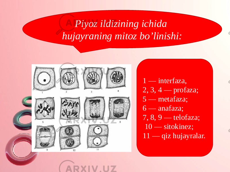 Piyoz ildizining ichida hujayraning mitoz bo’linishi: 1 — interfaza, 2, 3, 4 — profaza; 5 — metafaza; 6 — anafaza; 7, 8, 9 — telofaza; 10 — sitokinez; 11 — qiz hujayralar. 