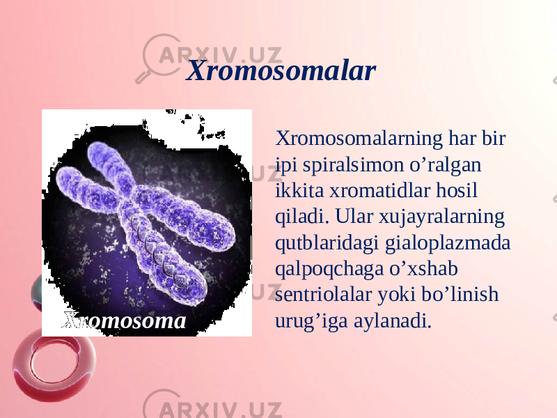 Xromosomalarning har bir ipi spiralsimon o’ralgan ikkita xromatidlar hosil qiladi. Ular xujayralarning qutblaridagi gialoplazmada qalpoqchaga o’xshab sentriolalar yoki bo’linish urug’iga aylanadi.Xromosomalar Xromosoma 