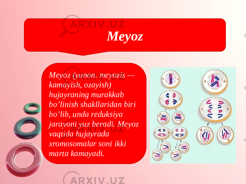 Meyoz Meyoz (yunon. meyozis — kamayish, ozayish) hujayraning murakkab bo’linish shakllaridan biri bo’lib, unda reduksiya jarayoni yuz beradi. Meyoz vaqtida hujayrada xromosomalar soni ikki marta kamayadi. 