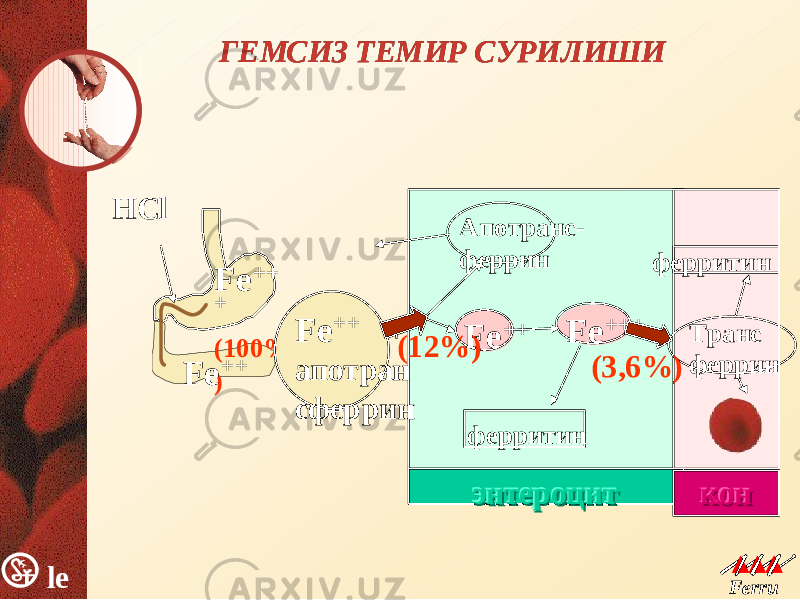 le k Ferru m le k Ferru m ГЕМСИЗ ТЕМИР СУРИЛИШИГЕМСИЗ ТЕМИР СУРИЛИШИ НClFe ++ + (100% ) Fe ++ энтероцитэнтероцитэнтероцит конконкон Fe ++ + апотран сферрин Апотранс - феррин Fe +++ ферритин ферритин Fe ++ Транс феррин (12%) (3,6%) 