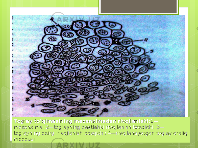 Tog’ay to’qimasining mezenximadan rivojlanishi :1— mezenxima; 2—tog’ayning dastlabki rivojlanish bosqichi; 3— tog’ayning oxirgi rivojlanish bosqichi; 4—rivojlanayotgan tog’ay oraliq moddasi 