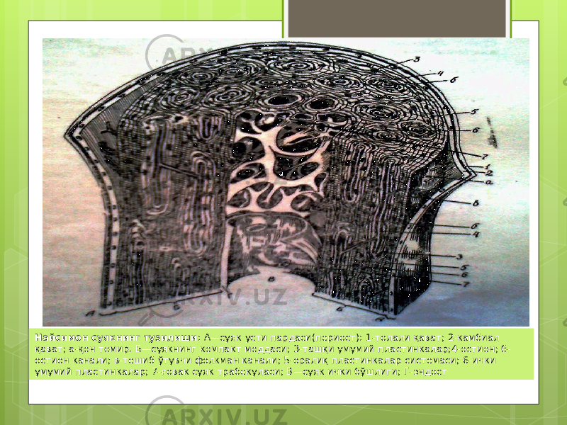 Найсимон суякнинг тузилиши : А—суяк усти пардаси(периост): 1-толали қават; 2-камбиал қават; а-қон томир. Б—суякнинг компакт моддаси; 3-ташқи умумий пластинкалар;4-остион; б- остион канали; в-тешиб ўтувчи фолкман канали; 5-оралиқ пластинкалар системаси; 6-ички умумий пластинкалар; 7-ғовак суяк трабекуласи; В—суяк ички бўшлиги; Г-эндост 