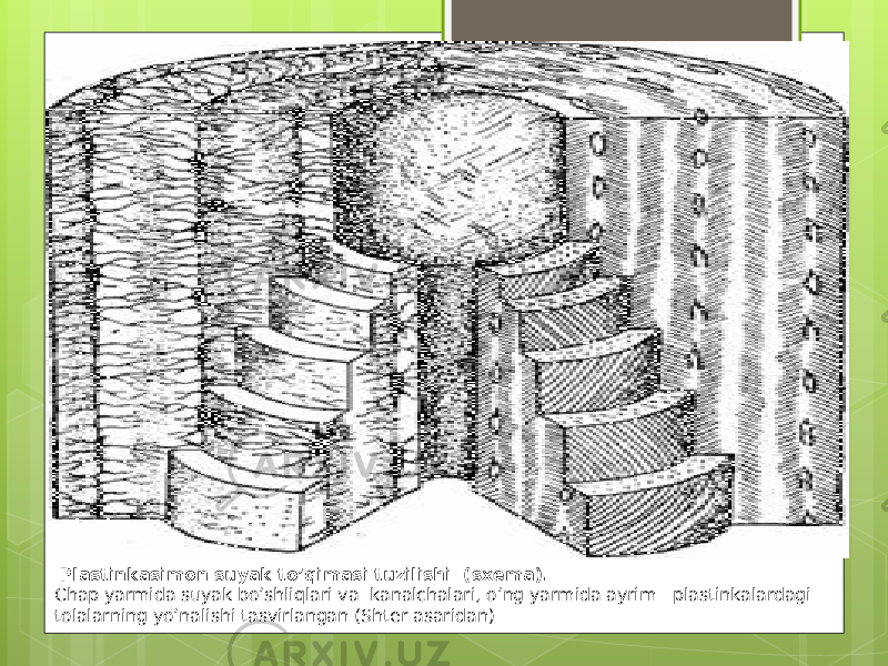   Plastinkasimon suyak to’qimasi tuzilishi  (sx е ma). Chap yarmida suyak bo’shliqlari va  kanalchalari, o’ng yarmida ayrim   plastinkalardagi tolalarning yo’nalishi tasvirlangan (Sht е r asaridan) 