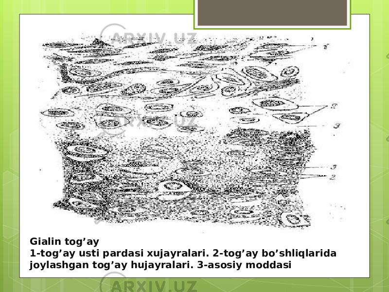 Gialin tog’ay 1-tog’ay usti pardasi xujayralari. 2-tog’ay bo’shliqlarida joylashgan tog’ay hujayralari. 3-asosiy moddasi 