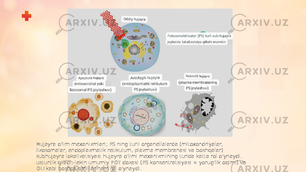 Hujayra o&#39;lim mexanizmlari; PS ning turli organellalarda (mitoxondriyalar, lizosomalar, endoplazmatik retikulum, plazma membranasi va boshqalar) subhujayra lokalizatsiyasi hujayra o&#39;limi mexanizmining turida katta rol o&#39;ynaydi. ustunlik qiladi, lekin umumiy PDT dozasi (PS konsentratsiyasi × yorug&#39;lik oqimi) va DLI kabi boshqa omillar ham rol o&#39;ynaydi. 