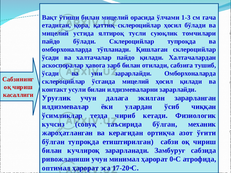 Сабзининг оқ чириш касаллиги Вақт ўтиши билан мицелий орасида ўлчами 1-3 см гача етадиган, қора, қаттиқ склероцийлар ҳосил бўлади ва мицелий устида ялтироқ тусли суюқлик томчилари пайдо бўлади. Склероцийлар тупроқда ва омборхоналарда тўпланади. Қишлаган склероцийлар ўсади ва халтачалар пайдо қилади. Халтачалардан аскоспоралар ҳавога зарб билан отилади, сабзига тушиб, ўсади ва уни зарарлайди. Омборхоналарда склероцийлар ўсганда мицелий ҳосил қилади ва контакт усули билан илдизмеваларни зарарлайди. Уруғлик учун далага экилган зарарланган илдизмевалар ёки улардан ўсиб чиққан ўсимликлар тезда чириб кетади. Физиологик кучсиз (совуқ таъсирида бўлган, механик жароҳатланган ва керагидан ортиқча азот ўғити бўлган тупроқда етиштирилган) сабзи оқ чириш билан кучлироқ зарарланади. Замбуруғ сабзида ривожланиши учун минимал ҳарорат 0 о С атрофида, оптимал ҳарорат эса 17-20 о С. 