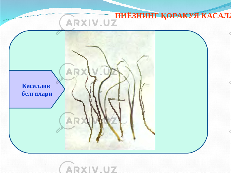 ПИЁЗНИНГ ҚОРАКУЯ КАСАЛЛИГИ Касаллик белгилари 