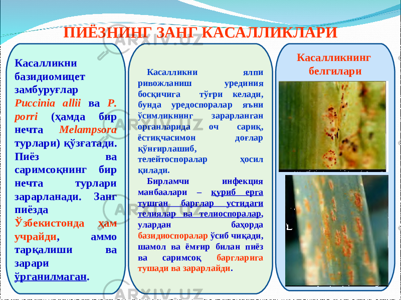 ПИЁЗНИНГ ЗАНГ КАСАЛЛИКЛАРИ Касалликни базидиомицет замбуруғлар Puccinia allii ва P. porri (ҳамда бир нечта Melampsora турлари) қўзғатади. Пиёз ва саримсоқнинг бир нечта турлари зарарланади. Занг пиёзда Ўзбекистонда ҳам учрайди , аммо тарқалиши ва зарари ўрганилмаган . Касалликни ялпи ривожланиш урединия босқичига тўғри келади, бунда уредоспоралар яъни ўсимликнинг зарарланган органларида оч сариқ, ёстиқчасимон доғлар қўнғирлашиб, телейтоспоралар ҳосил қилади. Бирламчи инфекция манбаалари – қуриб ерга тушган барглар устидаги телиялар ва телиоспоралар , улардан баҳорда базидиоспоралар ўсиб чиқади, шамол ва ёмғир билан пиёз ва саримсоқ баргларига тушади ва зарарлайди . Касалликнинг белгилари 