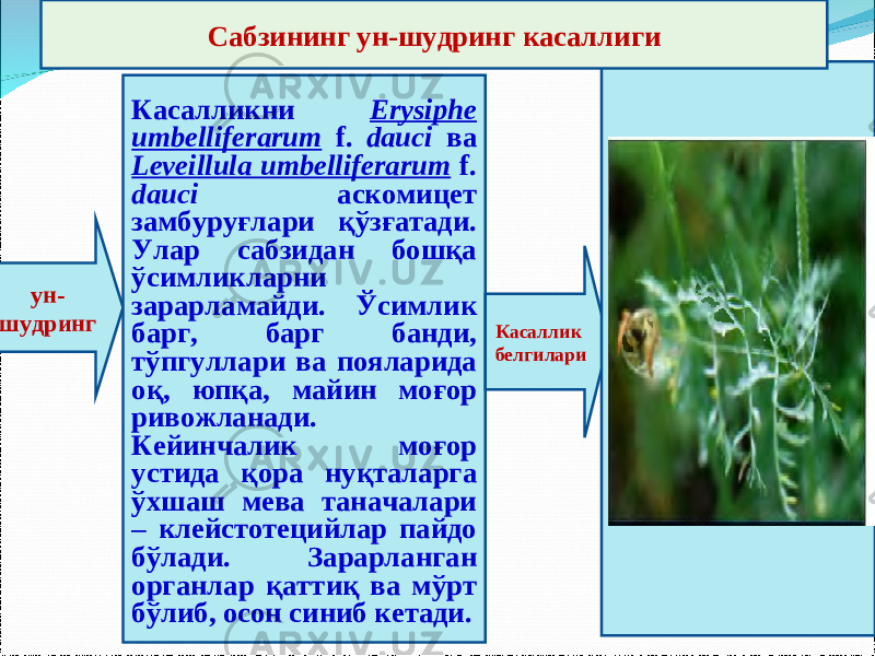 ун- шудринг Касалликни Erysiphe umbelliferarum f. dauci ва Leveillula umbelliferarum f. dauci аскомицет замбуруғлари қўзғатади. Улар сабзидан бошқа ўсимликларни зарарламайди. Ўсимлик барг, барг банди, тўпгуллари ва пояларида оқ, юпқа, майин моғор ривожланади. Кейинчалик моғор устида қора нуқталарга ўхшаш мева таначалари – клейстотецийлар пайдо бўлади. Зарарланган органлар қаттиқ ва мўрт бўлиб, осон синиб кетади. Касаллик белгилариСабзининг ун-шудринг касаллиги 