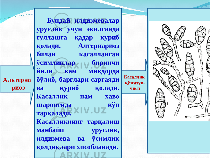  Альтерна риоз Бундай илдизмевалар уруғлик учун экилганда гуллашга қадар қуриб қолади. Алтернариоз билан касалланган ўсимликлар биринчи йили кам миқдорда бўлиб, барглари сарғаяди ва қуриб қолади. Касаллик нам хаво шароитида кўп тарқалади. Касалликнинг тарқалиш манбайи уруглик, илдизмева ва ўсимлик қолдиқлари хисобланади. Касаллик қўзғатув- чиси 