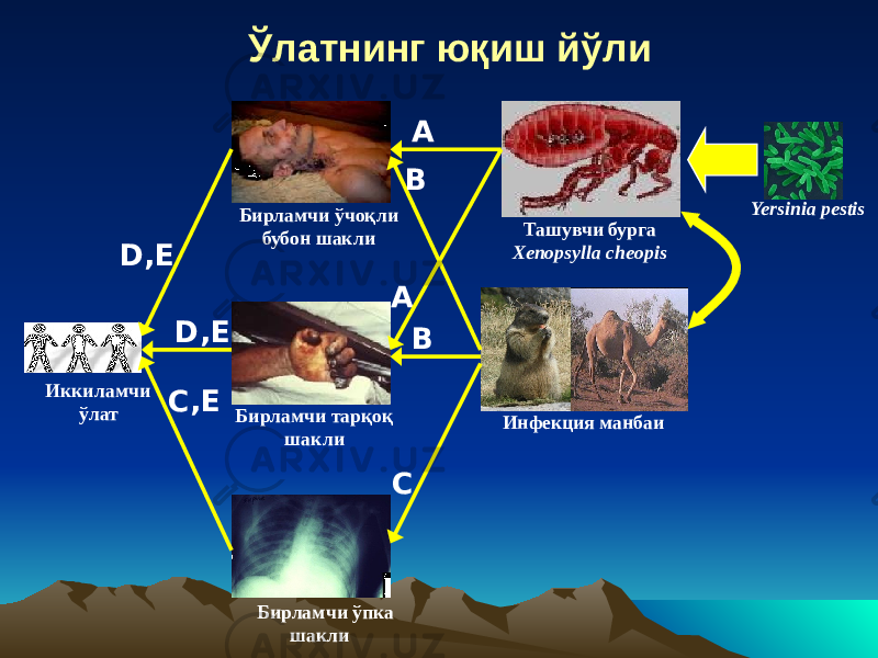 Ўлатнинг юқиш йўли Ташувчи бурга Xenopsylla cheopis Инфекция манбаи Yersinia pestis Бирламчи ўчоқли бубон шакли Бирламчи тарқоқ шакли Бирламчи ўпка шакли A A Иккиламчи ўлат B B CC,E D,ED,E 