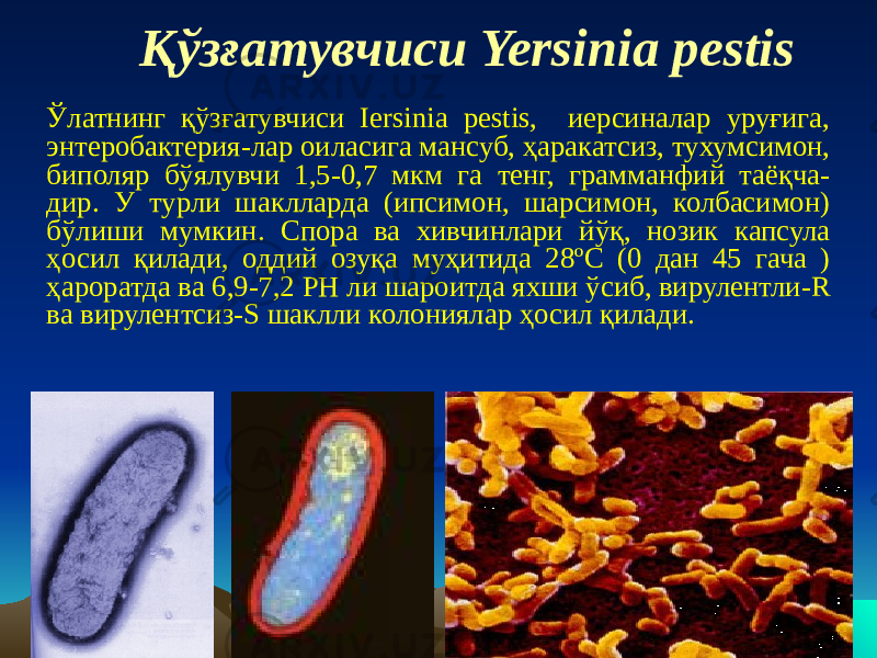 Қўзғатувчиси Yersinia pestis Ўлатнинг қўзғатувчиси Iersinia pestis, иерсиналар уруғига, энтеробактерия-лар оиласига мансуб, ҳаракатсиз, тухумсимон, биполяр бўялувчи 1,5-0,7 мкм га тенг, грамманфий таёқча- дир. У турли шаклларда (ипсимон, шарсимон, колбасимон) бўлиши мумкин. Спора ва хивчинлари йўқ, нозик капсула ҳосил қилади, оддий озуқа муҳитида 28 ºС (0 дан 45 гача ) ҳароратда ва 6,9-7,2 РН ли шароитда яхши ўсиб, вирулентли-R ва вирулентсиз-S шаклли колониялар ҳосил қилади. 