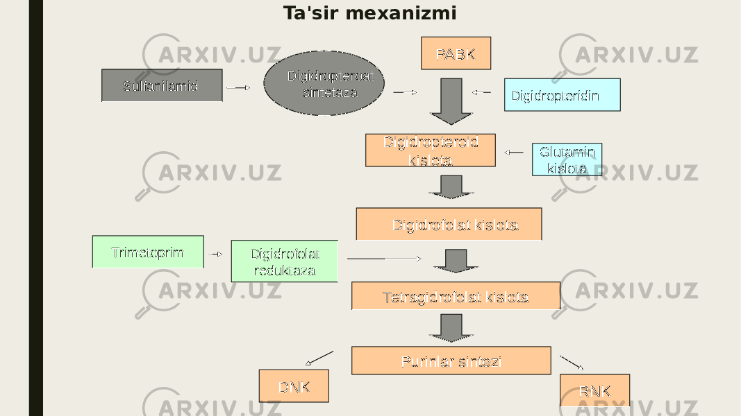 Ta&#39;sir mexanizmi Sulfanilamid Digidropteroat sintetaza PABK Digidropteridin Digidropteroid kislota Glutamin kislota Digidrofolat kislota Tetragidrofolat kislota Purinlar sintezi DNK RNKTrimetoprim Digidrofolat reduktaza 