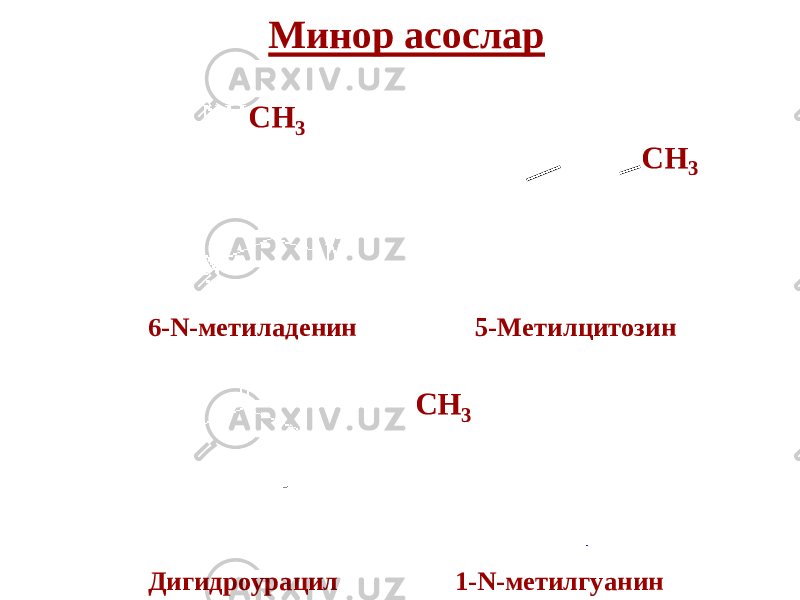 Минор асослар СН 3СН 3 6 - N - метиладенин 5 - Метилцитозин СН 3 Дигидроурацил 1 - N - метилгуанин 