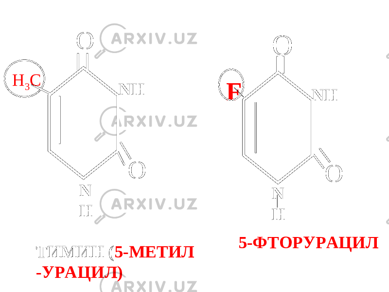 N H NH N Н О N НО ОО ТИМИН ( 5-МЕТИЛ -УРАЦИЛ) 5-ФТОРУРАЦИЛН 3 С F 