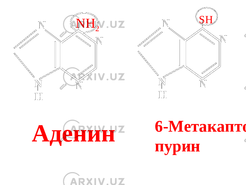 N N H NH 2 N N Аденин N N H SH N N 6- Метакапто пурин 