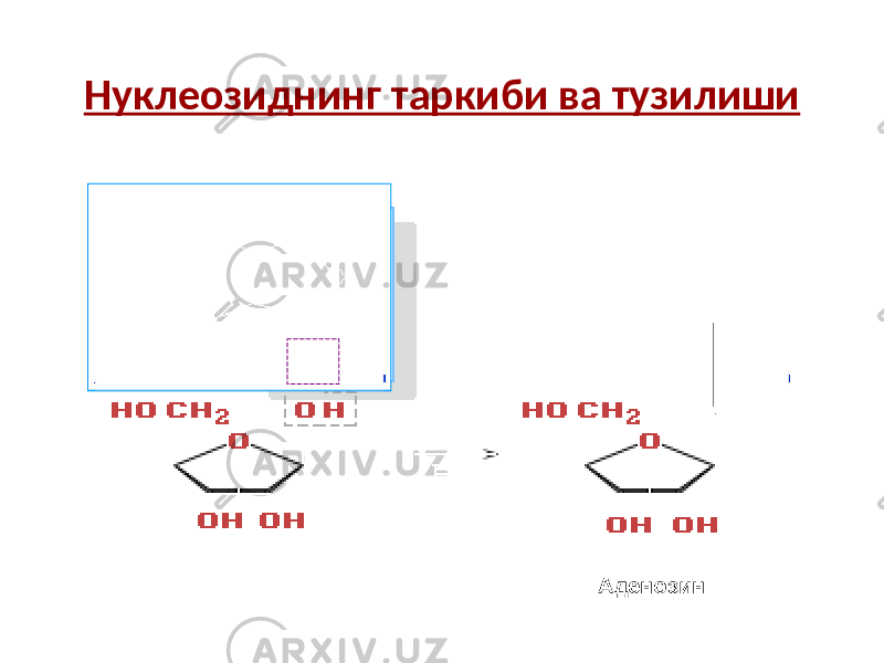 Нуклеозиднинг таркиби ва тузилиши Аденозин 
