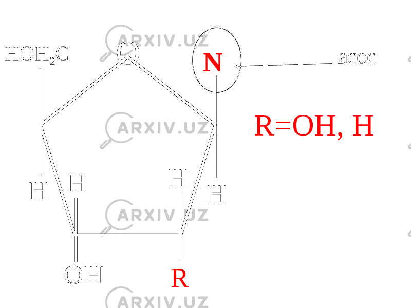 О Н Н Н Н ОН R NН OH 2 C асос R=OH, H 