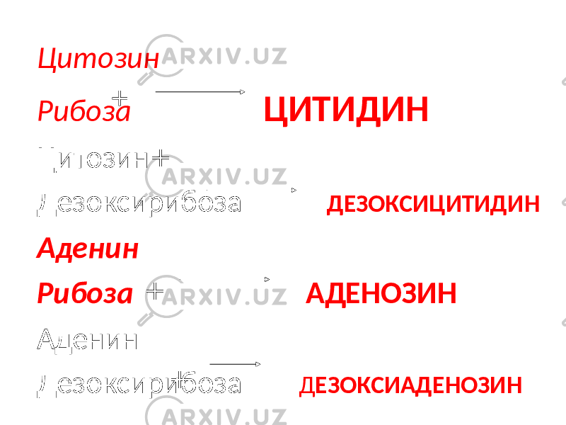 Цитозин Рибоза ЦИТИДИН Цитозин Дезоксирибоза ДЕЗОКСИЦИТИДИН Аденин Рибоза АДЕНОЗИН Аденин Дезоксирибоза Д ЕЗОКСИАДЕНОЗИН++ + + 