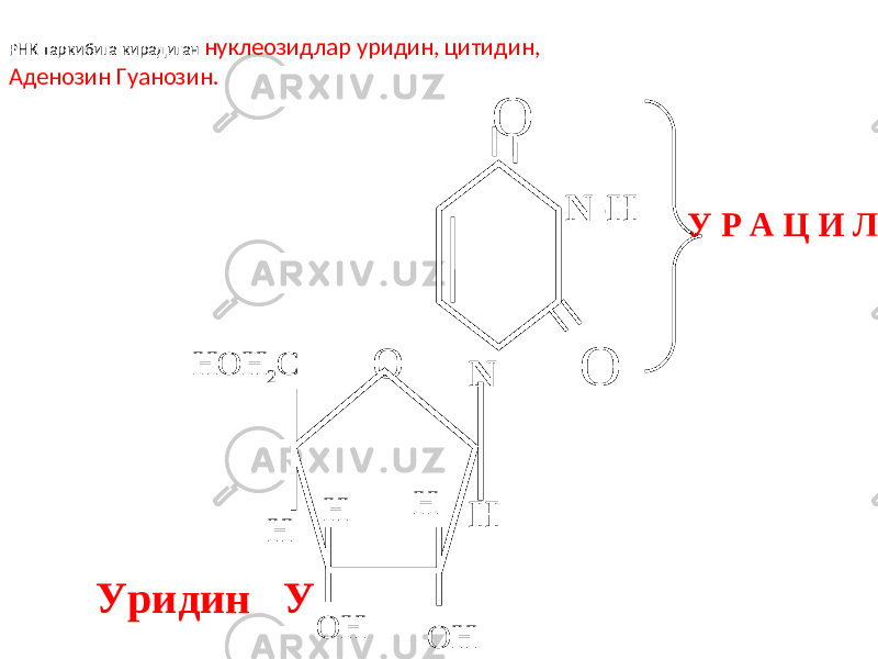 РНК таркибига кирадиган нуклеозидлар уридин, цитидин, Аденозин Гуанозин. N- Н О N Н О О НН OH 2 C Н ОН ОНН У Р А Ц И Л Уридин У 