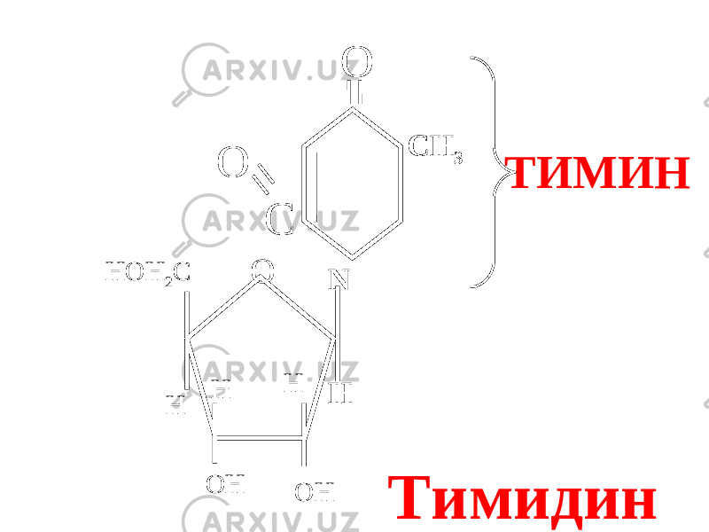 СН 3 О С N Н О О НН OH 2 C Н ОН ОНН ТИМИН Тимидин 