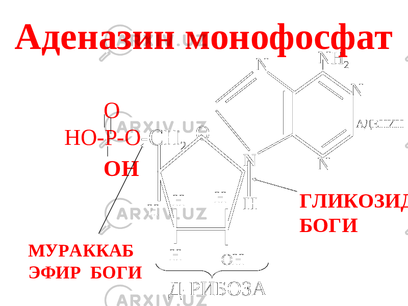 N НО Н O HO-P-O -CH 2 OH Н Н ОНН N NH 2 N N ГЛИКОЗИД БОГИ АДЕНИН МУРАККАБ ЭФИР БОГИ Д-РИБОЗААденазин монофосфат 