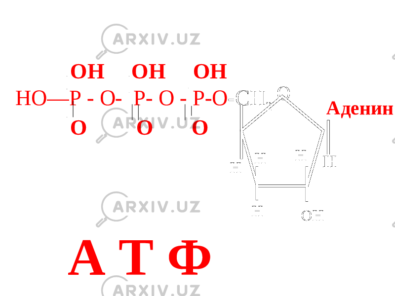 НО Н O Н ОН ОН НО—Р - О- Р- О - P-O -CH 2 O О О Н Н ОНН А Т Ф Аденин 