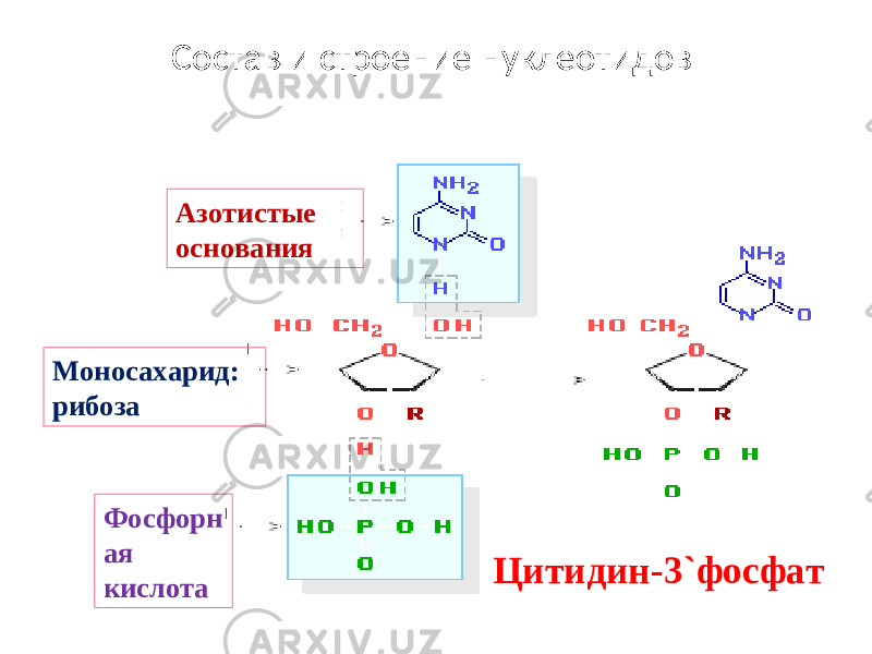 Состав и строение нуклеотидов Азотистые основания Цитидин-3 ` фосфатМоносахарид: рибоза Фосфорн ая кислота 