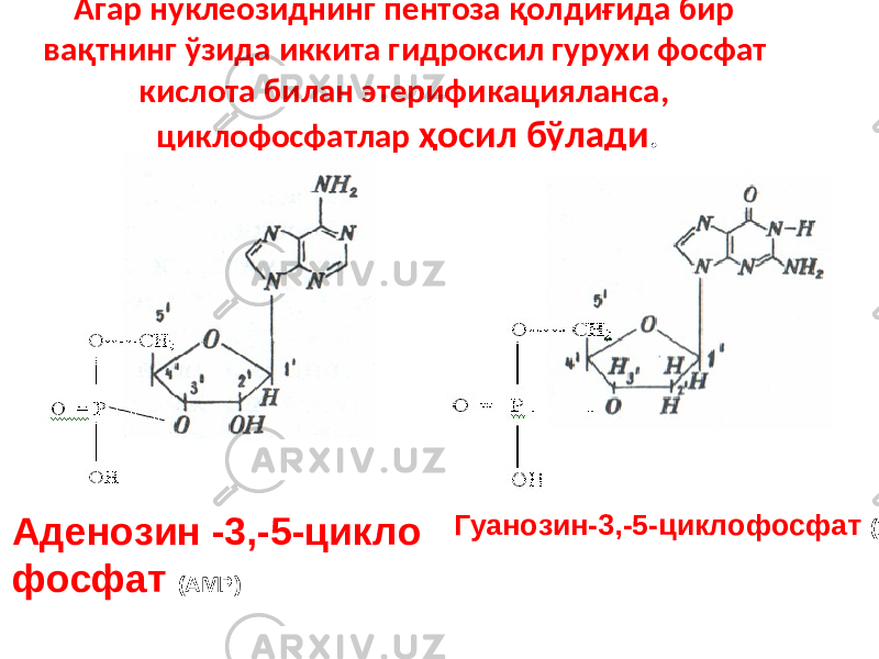 Агар нуклеозиднинг пентоза қолдиғида бир вақтнинг ўзида иккита гидроксил гурухи фосфат кислота билан этерификацияланса, циклофосфатлар ҳосил бўлади . Аденозин -3,-5-цикло фосфат (АМР) Гуанозин-3,-5-циклофосфат (ГМР) 