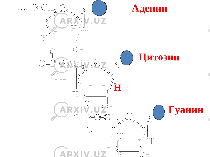 N НО Н… . -O-CH 2 Н О ОНН N НО Н O = P-O-CH 2 OH Н О ОНН N НО Н O = P-O-CH 2 OH Н … .-О ОНН Аденин ГуанинЦитозин 