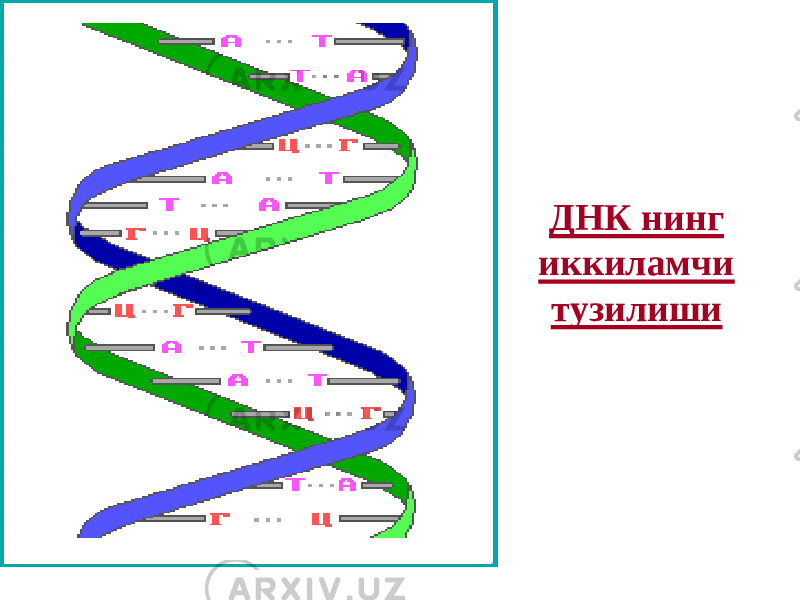 ДНК нинг иккиламчи тузилиши 