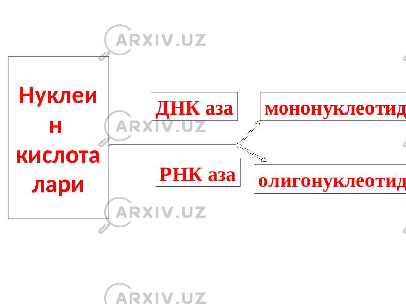 Нуклеи н кислота лари ДНК аза РНК аза мононуклеотид олигонуклеотид 