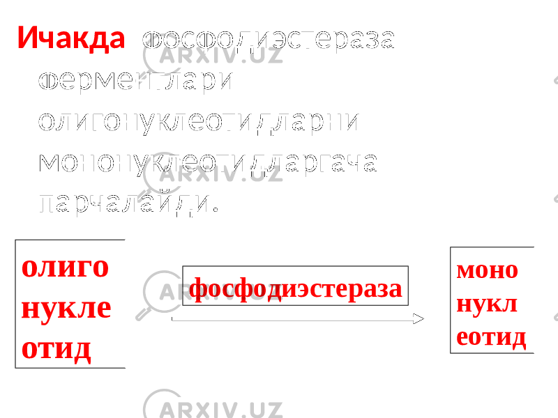 Ичакда фосфодиэстераза ферментлари олигонуклеотидларни мононуклеотидларгача парчалайди. моно нукл еотидолиго нукле отид фосфодиэстераза 