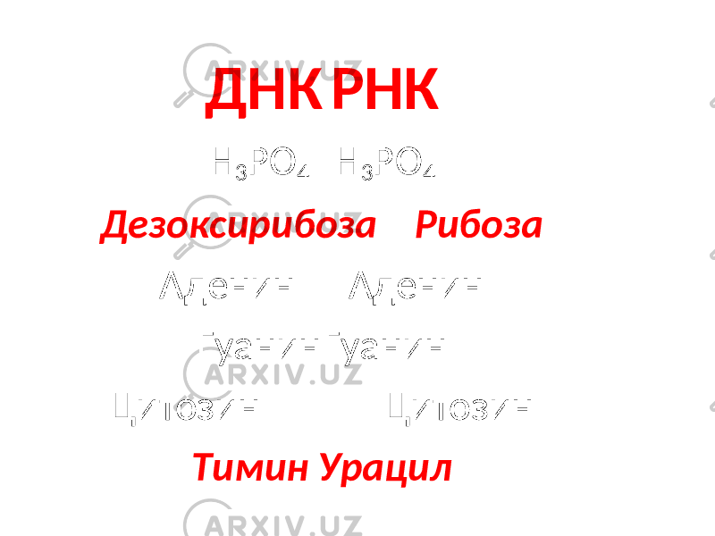 ДНК РНК Н 3 РО 4 Н 3 РО 4 Дезоксирибоза Рибоза Аденин Аденин Гуанин Гуанин Цитозин Цитозин Тимин Урацил 